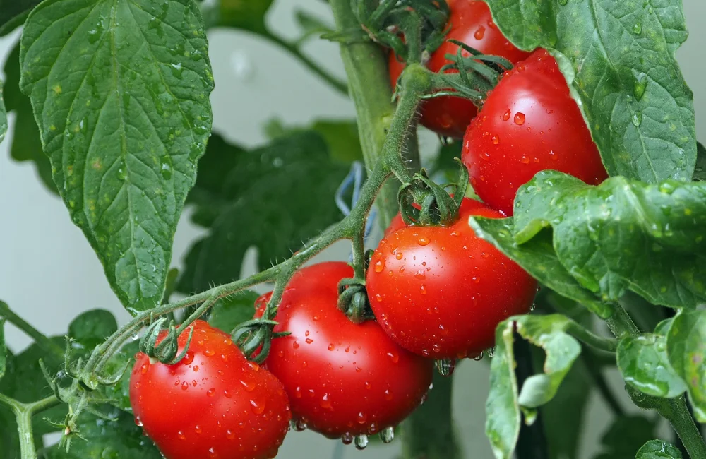 ไลโคปีน (Lycopene) สารอาหารบำรุงสายตา